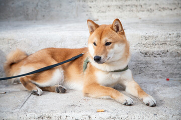 A brown and white dog is peacefully laying on the ground while on a leash