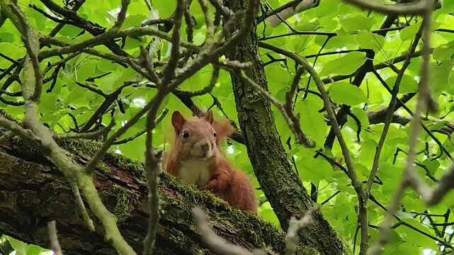 "In the video, a little red squirrel is perched high in a tree. Its fluffy tail flicks playfully as it surveys the world below &mdash; a lively, charming moment in the treetops."