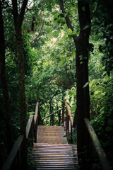 Nature walk through lush forest pathway tranquil environment scenic viewpoint inviting concept for adventure
