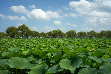The pond is full of lotus leaves.
