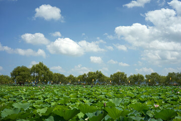 The pond is full of lotus leaves.
