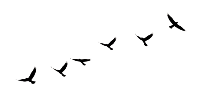 Flying Black Birds: Graceful Motion in Minimalist Contrast