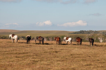 Herd of horses grazing on a hillside in Brazil