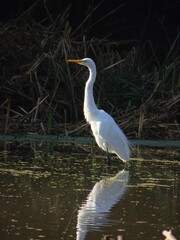 Garza blanca grande (Ardea alba) en un lago