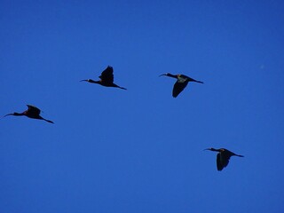 Grupo de cuervillos (Plegadis chihi) volando bajo el cielo azul
