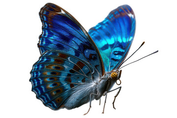 butterfly in flight isolated