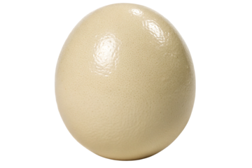 White ostrich egg with glossy smooth surface natural pores and large oval shape displaying pristine condition, isolated on a transparent background