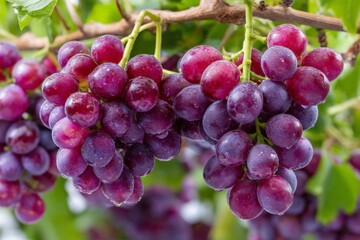 Fototapeta premium Freshly harvested grapes in a vineyard during late summer showcasing vibrant colors and glistening dew drops