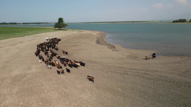 A shepherd guides a flock of sheep along the dry sandy shore of Djizak Reservoir. Sheep follow as water shimmers under the clear sky. Sparse grass, lone tree, distant water and peaceful rural scene