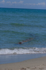 A vertical, wide-angle shot of a log floating in the clear blue ocean and washing up on the shore of a sandy beach, creating a serene mood.