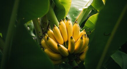 Ripe Yellow Bananas on Green Plant