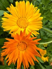 yellow chrysanthemum flower