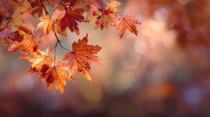 A close-up shot of autumn leaves on a branch, with a softly blurred background of warm colors and bokeh