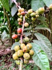 Coffee beans growing on plant in tropical farms in Indonesia