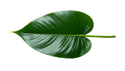 Isolated Transparent tropical leaf botanical tropical leaf photography, large green veined tropical leaf biophilic design element modern minimalist decor PNG die-cut for advertising
