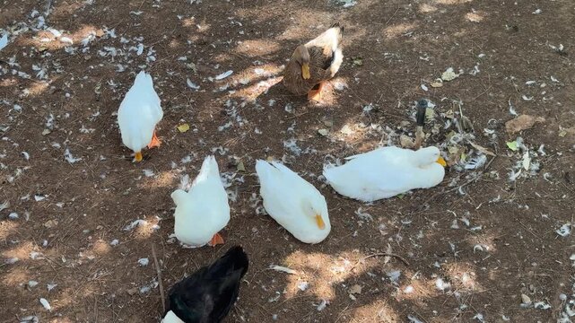The lovely ducks living on a farm