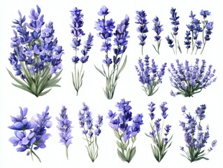 Naklejka premium Watercolor lavender bouquet with flying purple butterflies isolated on white for floral design and decor, purple clipart