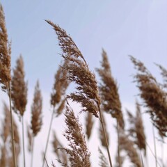 Obraz premium Close-up of tall dry reed grass against a pale blue sky, gently swaying in the wind during late autumn or early winter.