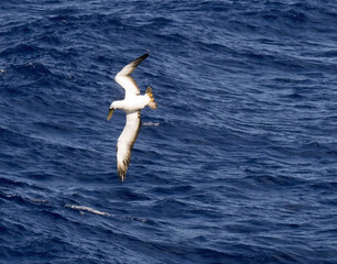 Northern Gannet bird over sea. Northern gannet bird flying over sea and diving for fish.
