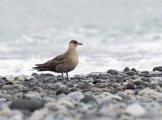 Pomarine Jaeger Standing on Rocky Shoreline in Overcast Weather