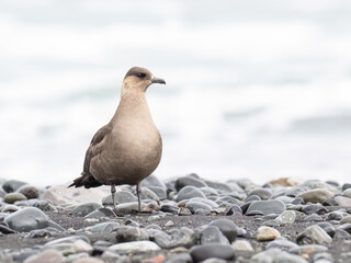 Pomarine Jaeger Standing on Rocky Shoreline in Overcast Weather