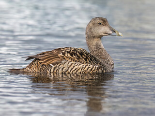 Female Common Eider Swimming on Icy Water