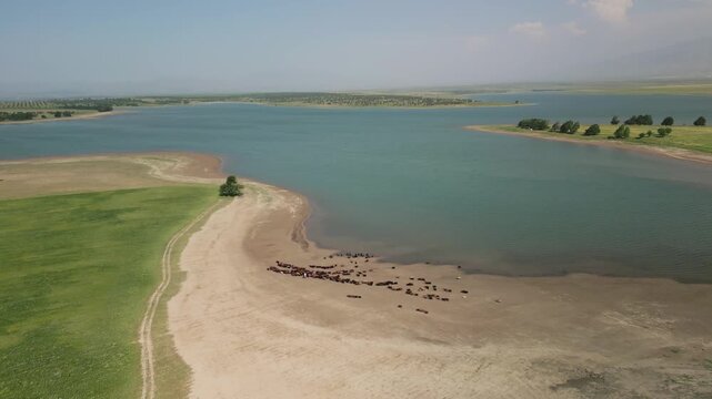 A group of cattle moves along the sandy bank of Djizak Reservoir. Herd follows a gentle curve toward the water. Distant fields and calm blue reservoir fill the background with a sense of vastness
