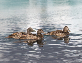 Group of Female Common Eiders Swimming in Tranquil Water