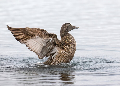 Female Common Eider Flapping Wings in Calm Water

