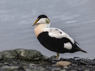 Male Common Eider Duck Standing on Rocky Shoreline