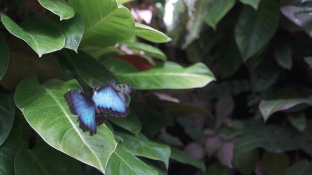 Close-up shot of four bright blue morpho butterflies perched on a tropical green leaf