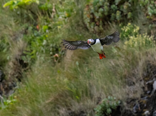 Atlantic Puffin in Flight Over Coastal Cliffs