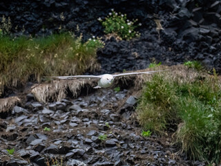 Northern Fulmar Gliding Over Rocky Coastal Cliff Habitat