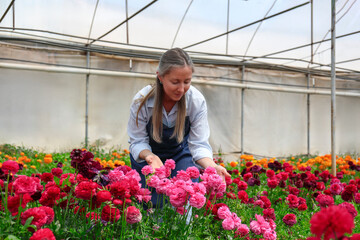 Female farmer examining her flowers. Copy space, background.