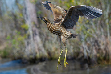 American Bittern just after taking flight
