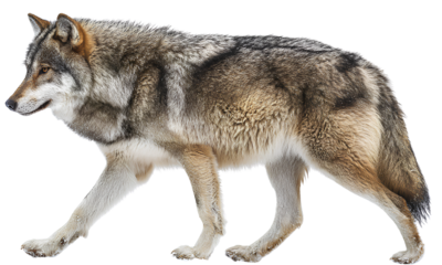  Side view of a wolf walking, full-body side profile, on a white background