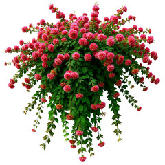 Fototapeta premium flowers hanging vine PNG image with transparent background