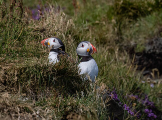 Atlantic Puffins Pair Nesting in Coastal Grassland Habitat