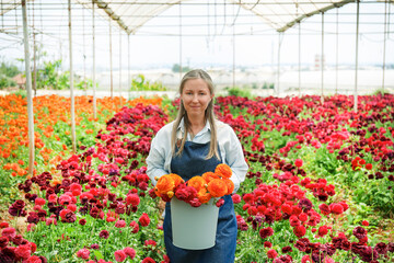 Female farmer picking flowers on her plantation. Copy space, background.