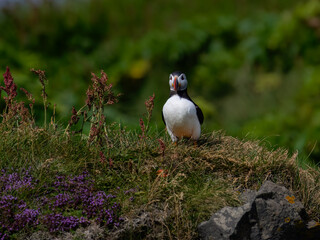 Atlantic Puffin Perched on Coastal Cliff Amid Wildflowers