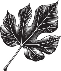 Elegant, stylized black and white line drawing of a fig leaf silhouette vector illustration