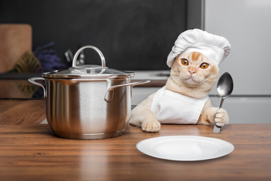 Burmese cat dressed as a chef with a spoon in his paw. - Powered by Adobe