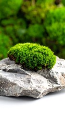 Lush green moss on grey rock