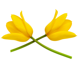  Yellow Tulips Crossed Over Each Other in Soft Diagonal Layout, Transparent PNG