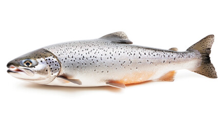 Obraz premium A silver and brown salmon fish on a white background.