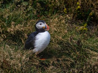 Atlantic Puffin Standing Among Grass in Natural Habitat