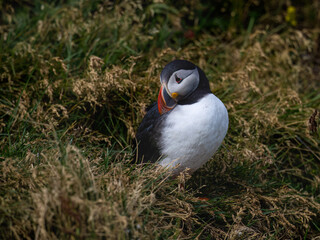 Atlantic Puffin Standing Among Grass in Natural Habitat