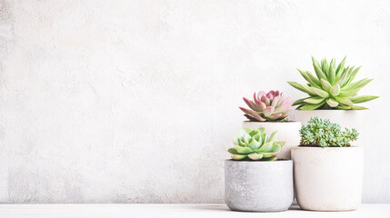 Four succulents in a minimalist setting with a textured concrete background.