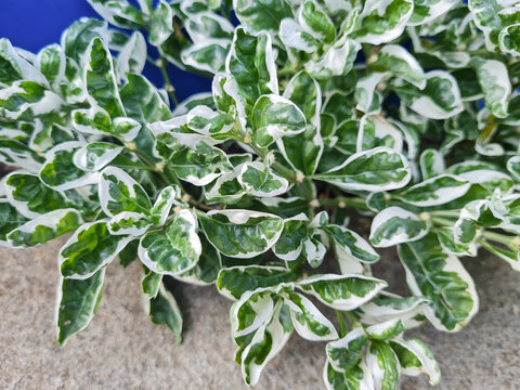 Leaf of Alternanthera Ficoidea 'White Carpet', also called Krokot Putih Varigata, is a herbaceous perennial ornamental plant. Variegated variety of Alternanthera Ficoidea of the Amaranthaceae family.