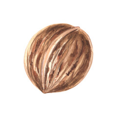 Walnut nut whole in skin watercolor illustration for food design. Nutritious vegetarian protein snack, natural organic food, healthy eating. Hand drawn isolated ingredient for cooking in sketch style.